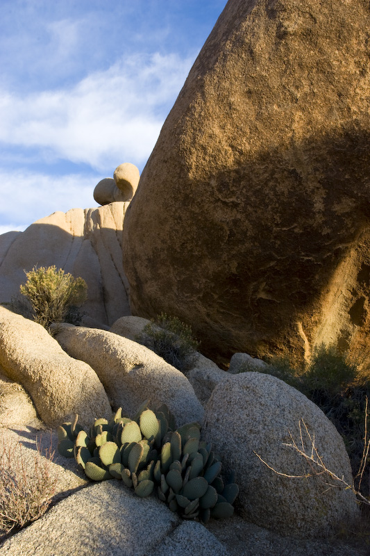 Cactus And Rock Formations